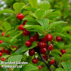 Cherry Mini Prunus Avium Sylvia 9cm Pot x 1