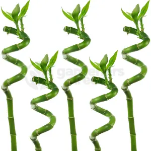 Lucky Bamboo - Quintet of Fortune (5 Stems, 30-35cm)