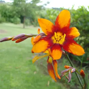 Crocosmia 'Emily McKenzie' in 9cm Pot - Herbaceous Perennial - Ready to Plant