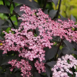 Sambucus Black Beauty Garden Plant - Dark Purple Foliage, Pink Flowers, Hardy (15-30cm Height Including Pot)