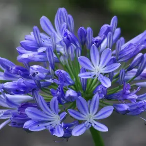 Agapanthus 'Brilliant Blue' (African Lily) in 9cm Pot - Vibrant Colouring