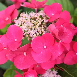 Hydrangea macrophylla Teller Red Garden Plant - Red Mophead Flowers, Compact Size, Hardy (15-30cm Height Including Pot)