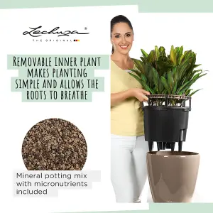 LECHUZA CLASSICO LS (Dia) 28cm Round Planter, Charcoal Metallic Self-watering Plant Pot with Substrate D28 H26 cm