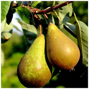 Dwarf Patio Doyenne Du Comice Pear Tree in a 5L Pot, Miniature, Dessert Pear With Fine Flavour