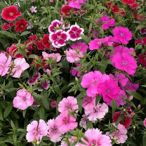 18 x Dianthus Carnation Festival Mixed Pack - Colourful Flowers - Bedding Plants - Ideal for Pots, Containers & Beds in UK Gardens