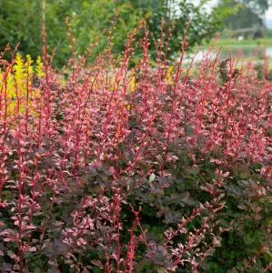 Berberis Flamingo - Barberry, Hardy Shrub, Low Maintenance (20-30cm Height Including Pot)