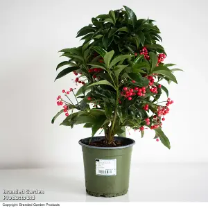 Gift Ardisia crenata Queen Star 12cm Pot x 1