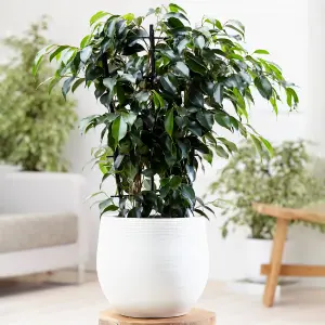 Ficus Benjamina Danielle Weeping Fig - Indoor Houseplant, Ideal for Home Office (30-40cm Height Including Pot)