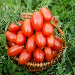 Tomato Nagina F1 1 Seed Packet