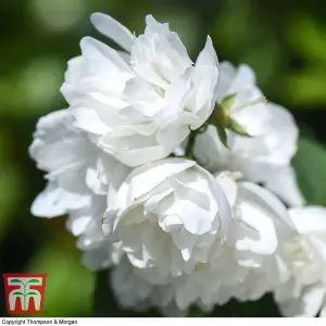 Philadelphus Virginal 3.6 Litre Potted Plant x 2