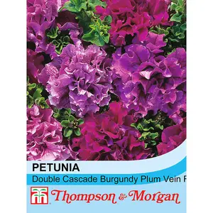 Petunia Double Cascade Burgundy & Plum 1 Seed Packet  (25 Seeds)