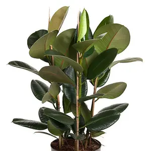 House Plant - Rubber Plant - Robusta - 12 cm Pot size - 30-40 cm Tall - Ficus Elastica - Indoor Plant