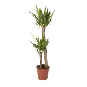 Verve Yucca in Terracotta Plastic Grow pot 24cm