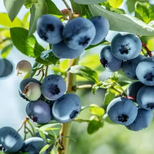 Blueberry Bush 'Chandler' Plant in 1.5L Pot - Heavy Cropping Vaccinium - Tasty Fruit