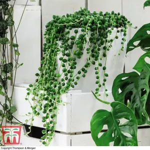 Senecio String of Pearls 14cm Pot x 1