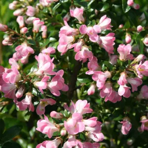 Apple Blossom Escallonia Outdoor Shrub Plant Escallonia 2L Pot