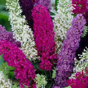 Buddleia Tri Colour Butterfly Bush - Vibrant Flowering Shrub for UK Gardens - Outdoor Plant (30-40cm Height Including Pot)