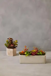 Fiori Mixed Succulents with Cement Pot Artificial Plant Foliage