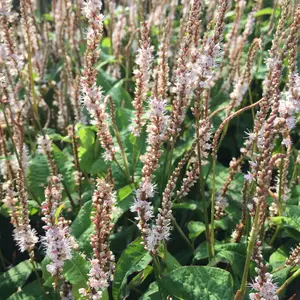 Gardeners Dream Persicaria Alba Junior (9cm)