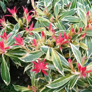 Pieris Flaming Silver (15-25cm Height Including Pot) Garden Plant - Variegated Foliage and Pink Blooms