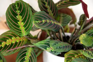 2 x Maranta Red Stripe - 15-20cm High inc Pot - Mini Indoor Plants