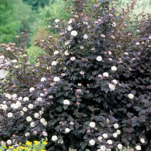 Physocarpus Diabolo Garden Plant - Deep Purple Foliage, Compact Size (10-30cm Height Including Pot)