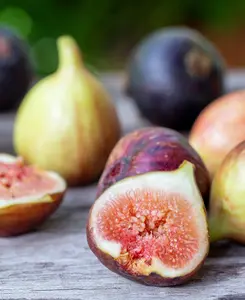 Ficus Brown Turkey - Common Fig supplied in a 9cm pot