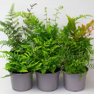 6 x Garden Fern Mix in 13cm Pots