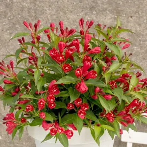 All Summer Red Outdoor Shrub Plant Weigela Flowering Garden Plants 2L Pot