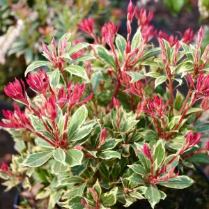 Pieris Carnaval (15-25cm Height Including Pot) Garden Plant - Variegated Foliage and White Blooms