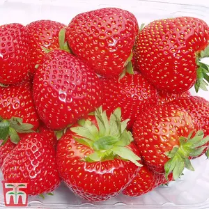 Strawberry (Fragaria) Elegance 6 Bare Roots