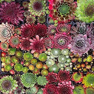 10 Sempervivum Succulent Plants - 5 Sempervivum - 5 Succulents in 5.5cm Pots