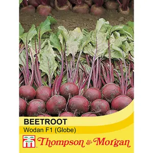 Beetroot Wodan F1 Hybrid 1 Seed Packet (150 Seeds)