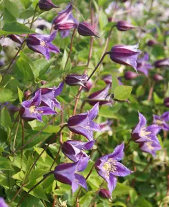 Coronation Clematis texensis Collection - 3 plants supplied in 7cm pots