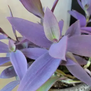 1 x Tradescantia Pallida Purple Heart Indoor Plant in 12cm Pot - Trailing House Plant with Eye Catching Foliage - Easy to Care For