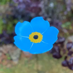 Floral Bird Feeders - Poppy, Daffodil, Sunflower, Daisy & Forget Me Not