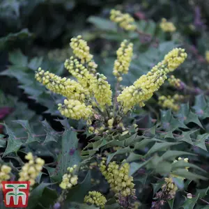 Mahonia japonica Hivernant 9cm Pot x 1