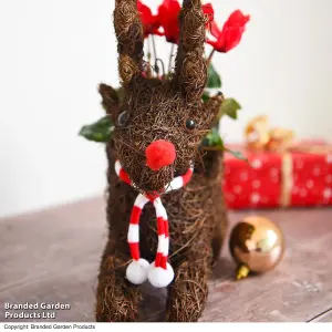 Gift Sitting Reindeer with Cyclamen Pot Plant x 1