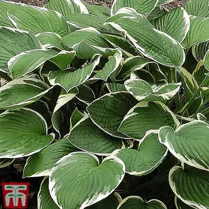 Hosta Collection 10 Bare Root Plants