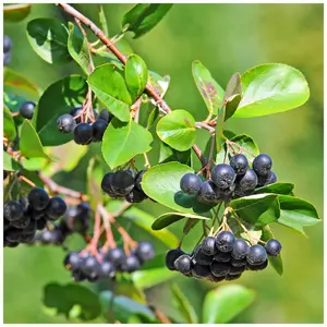 5 Aronia Melanocarpa Fruit Bushes 2ft Tall  'Superfood With Antioxidants' 3FATPIGS