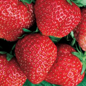 3 x Strawberry Red Gauntlet Fruit Plants - Hardy Garden Bushes in 9cm Pots