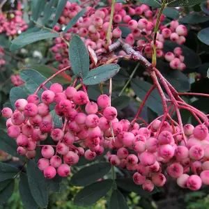 Sorbus Pink Pagoda Tree - Pink Berries, White Flowers, Mountain Ash, Hardy (5-6ft)