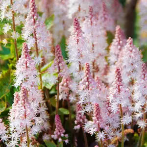 Gardeners Dream Tiarella Pink Skyrocket (9cm)