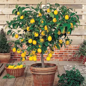 Mini Citrus Lemon Tree in Hessian Gift Wrap - Indoor Plant with Edible Lemons