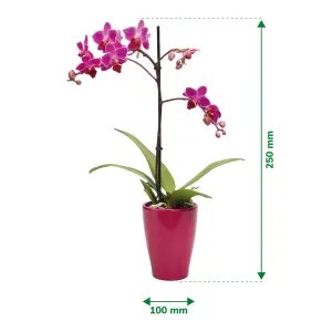 Verve Single Stem Moth orchid in Assorted Ceramic Decorative pot 9cm