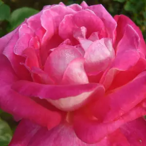 Rose Bush 'Gaujard' - Double Petalled Hybrid Tea Rose Bush in 3 Litre Pot