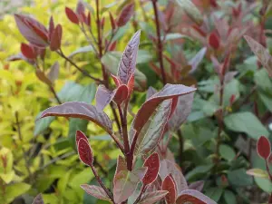 1 x Viburnum Tinus Purpureum - Laurustinus Purpureum - Plant in 9cm Pot