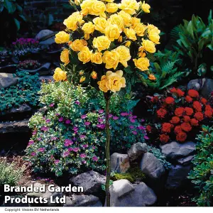 Yellow Rose (Rosa) Standard (60cm Stem ) 1 Bare Root Plant