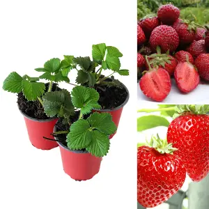 3 x Strawberry Honeoye Fruit Plants - Hardy Garden Bushes in 9cm Pots