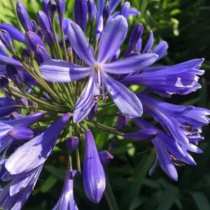 Agapanthus Brilliant Blue - Prolific Flowering, African Lily, Perennial, Hardy (10-20cm Height Including Pot)